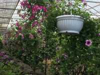 Jeju’s Hidden Gem: Boromwat’s Stunning Hydrangeas 