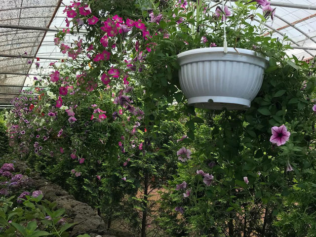 Jeju’s Hidden Gem: Boromwat’s Stunning Hydrangeas 