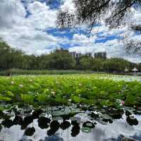  🌿 Exploring Hohhot’s Green Heart — Qingcheng Park (青城公园) 🌿