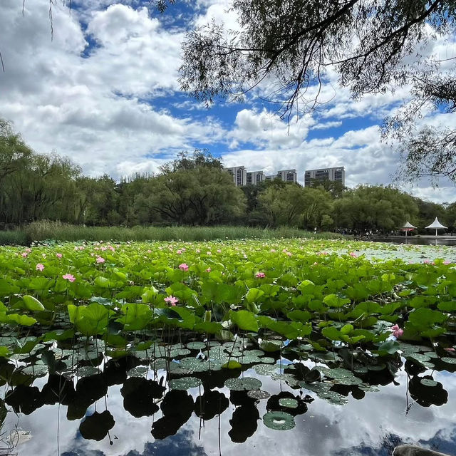  🌿 Exploring Hohhot’s Green Heart — Qingcheng Park (青城公园) 🌿