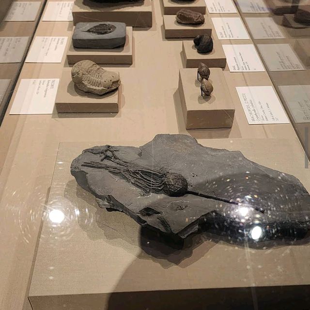 Houston Museum of Natural Science