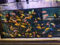 Aquaria Phuket พิพิธภัณฑ์สัตว์น้ำที่ใหญ่ที่สุด