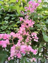 Botanic Garden in Singapore