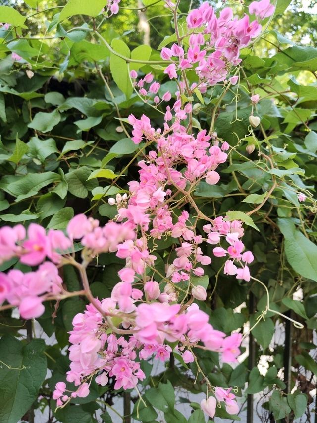 Botanic Garden in Singapore