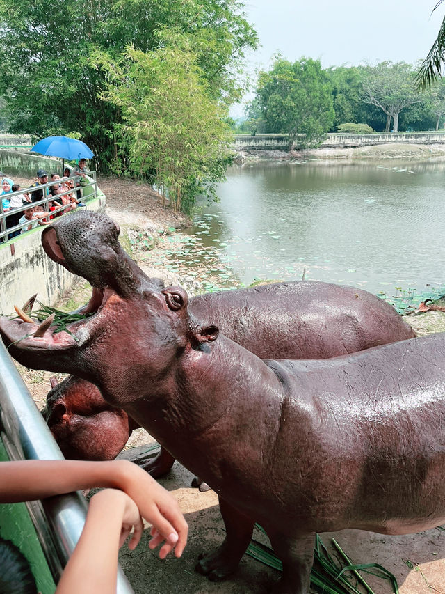 Close Encounter with Giants at Paya Indah Wetlands