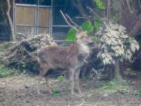 สวนสัตว์ไทเป Taipei Zoo 