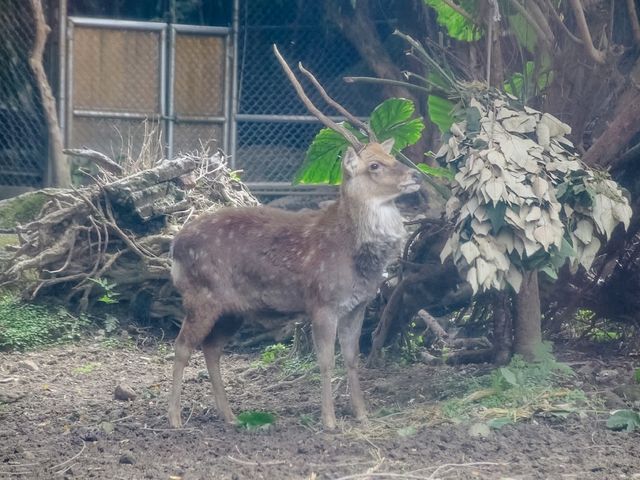 สวนสัตว์ไทเป Taipei Zoo 