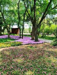 The Wetland That Taught Hangzhou to Breathe