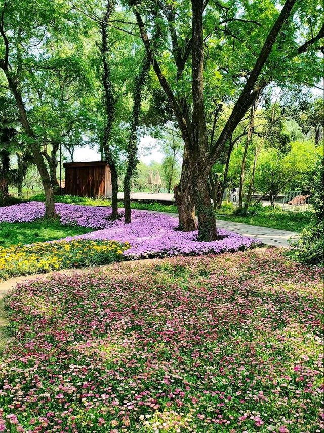 The Wetland That Taught Hangzhou to Breathe