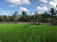 'Old Phuket Farm'의 태국 전통 방식