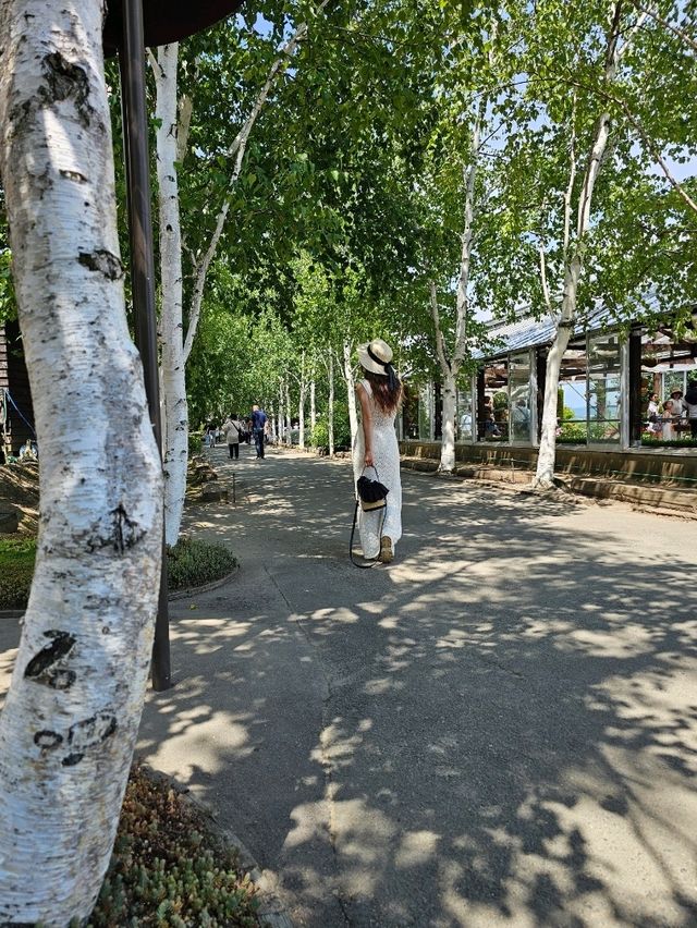 花でできた絨毯を歩く富良野の魔法🌺✨ 花でできた絨毯を歩く富良野の魔法🌺✨