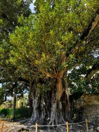 🌿 Botanical Garden of the University of Coimbra: A Living Lab of Peace and Science 