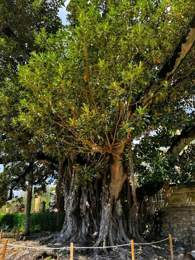 🌿 Botanical Garden of the University of Coimbra: A Living Lab of Peace and Science 