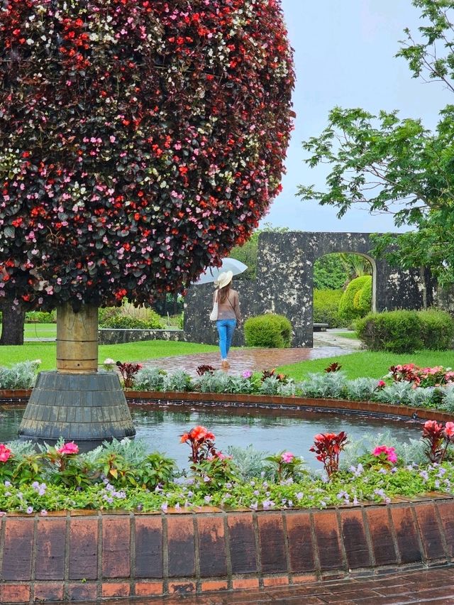 🌊海・植物・イルカ・文化がひとつに。沖縄の魅力を一日で感じる冒険へ。