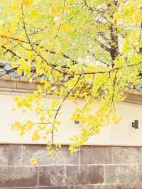 🍁 Late Summer-Autumn Dreams in Tengchong — Golden Leaves, Quiet Roads