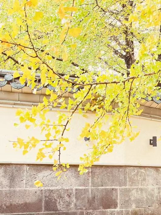 🍁 Late Summer-Autumn Dreams in Tengchong — Golden Leaves, Quiet Roads