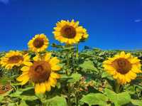 Sunflower Maze – A Blooming Wonder in Tayug, Pangasinan