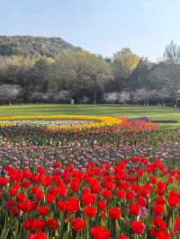 Tulip Wonderland in Hangzhou: A Springtime Escape to Zijingang Park