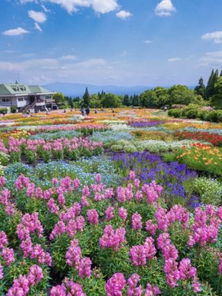 美到令人驚嘆的大山深處花海！くじゅう花公園