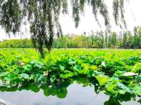 Emerald Mirror of Serenity