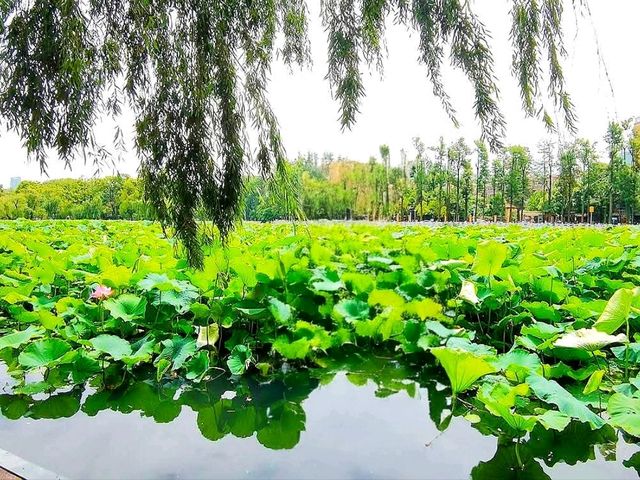 Emerald Mirror of Serenity