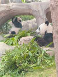 海洋公園一日遊 ｜熊貓寶寶超可愛🐼