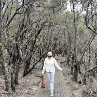 Mist and Magic: Kawah Putih’s Ethereal Embrace