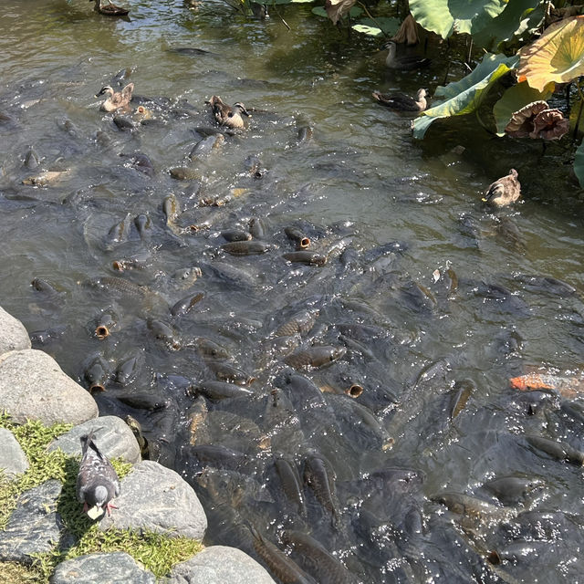 The Setting: Genpei Pond (源平池 - Genpei Ike)