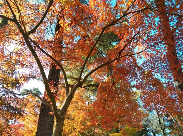 紅葉の秩父を満喫1泊2日