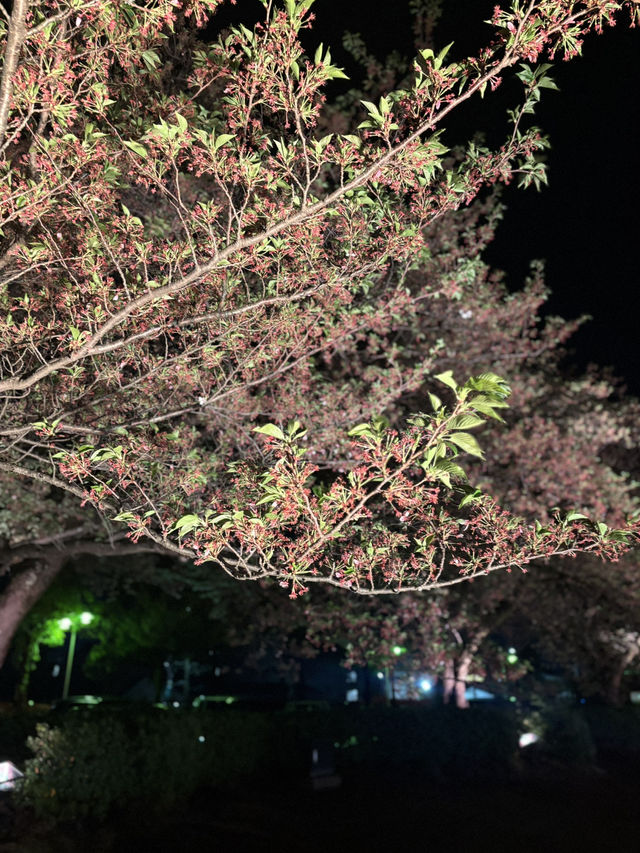  富岩運河環水公園：自然與人文的交融