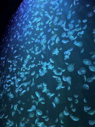 From Coral Reefs To Deep Sea Wonders At The Oceanarium