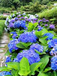 🌸 Chasing Blooms in June: Into the Hydrangea Fields