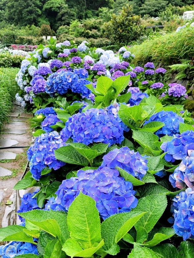 🌸 Chasing Blooms in June: Into the Hydrangea Fields