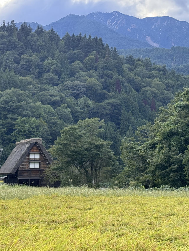 夏末白川鄉不一樣的風景