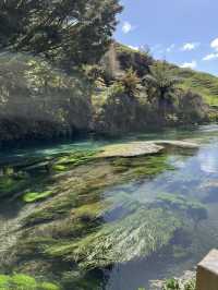 Putaruru Blue Spring (Te Waihou Walkway)