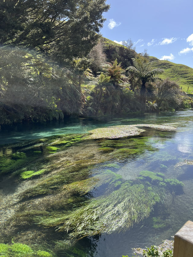 Putaruru Blue Spring (Te Waihou Walkway)