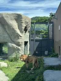 ✨Maruyama Zoo สวนสัตว์ที่เดินทางง่ายใน Sapporo✨