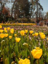 Canberra Floriade 花卉節 2025｜免費入場打卡夢幻花海