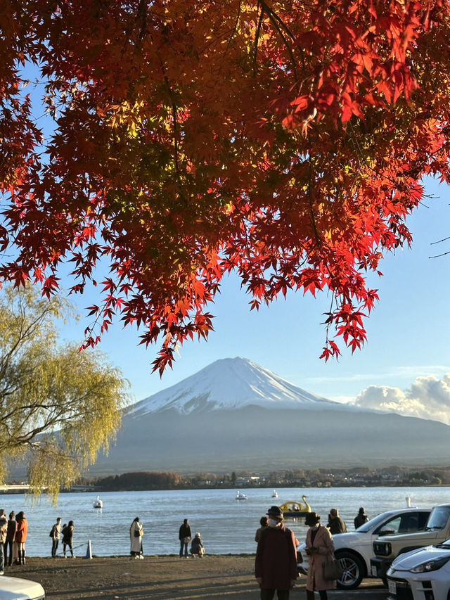 【山梨】河口湖紅葉まつり｜もみじ回路、大石公園🍁
