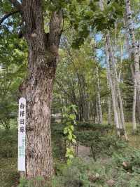 【北海道】美瑛で出会う白と緑の幻想回廊🌳✨