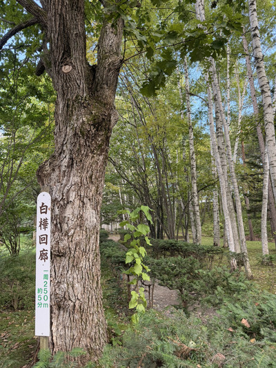 北海道】美瑛で出会う白と緑の幻想回廊🌳✨ | Trip.com 美瑛