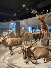 Natural History Museum ตื่นตาตื่นใจกับโลกดึกดำบรรพ์