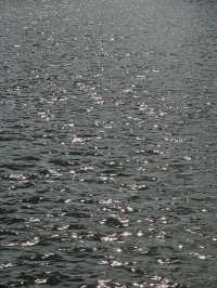 Lake Serenity Views🌥️