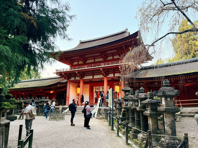 奈良春日大社～穿越千年的神秘能量場！萬盞石燈籠與神鹿共舞的仙境🦌🏮