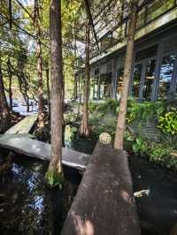 🌲落羽松秘境中的蔬食饗宴#🌿 澄石享自在-臺中市北屯區