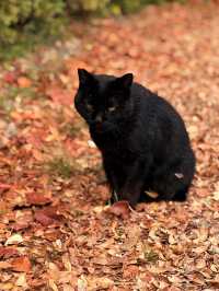 大阪｜連兩年造訪大阪城 看秋日銀杏與楓紅的別樣美感