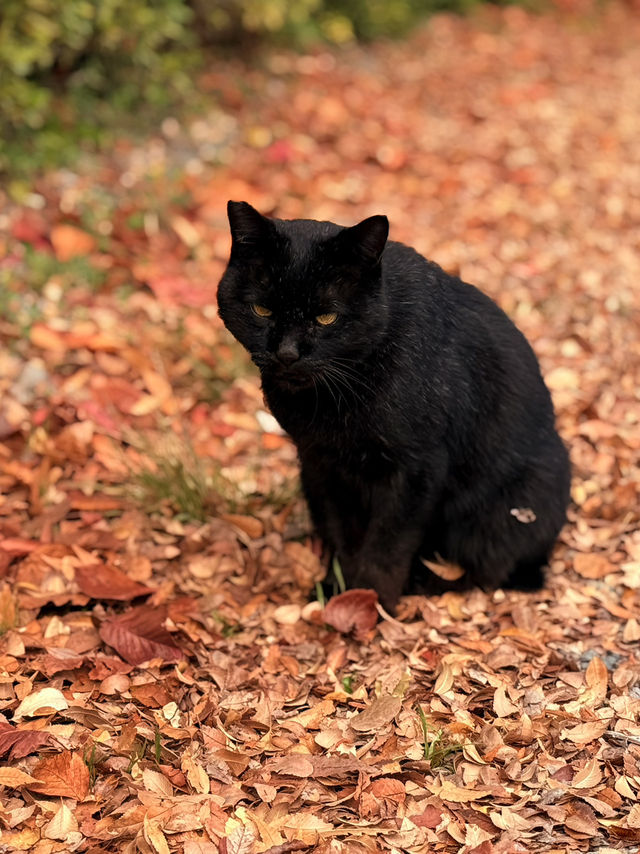 大阪｜連兩年造訪大阪城 看秋日銀杏與楓紅的別樣美感
