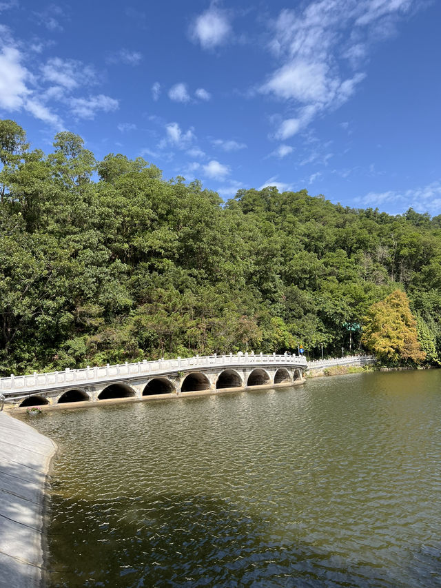 深圳秋日落羽松打卡|仙湖公園浪漫湖邊漫步🌲🍁 深圳秋日落羽松打卡|仙湖公園浪漫湖邊漫步🌲🍁