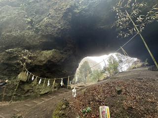自駕走進阿蘇的靜謐：神社、湧泉與通往異世界的參道