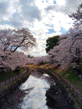[Stunning Spring Cherry Blossoms & Canola Flowers] Gyoyagawa Water Park.